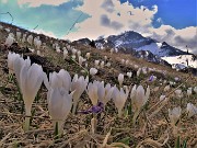 29 Al Monte Campo Crocus vernus bianchi e violetti con vista su Corno Branchino-Cornsa Piana e  Pizzo Arera tra le nuvole